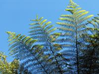 Albums/20060200-New Zealand 2006/20060209-Haast-Wanaka/10